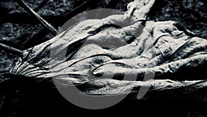 Withered lotus leaf in black and white