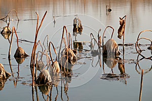 Withered lotus leaves