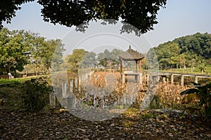 Withered lotus pond with gazebo in it on sunny winter day
