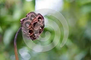 The withered lotus seed pod