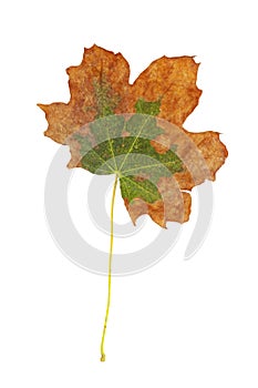 Withered Maple Leaf as a spring and summer seasonal themed nature concept also an icon of the fall weather on an isolated white