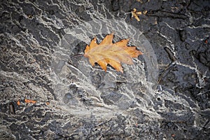 Withered maple leaf on wet ground after rain, natural background