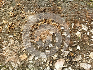 Withered Moss covered rocks