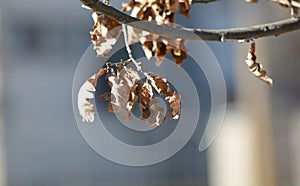 Withered oak leaves