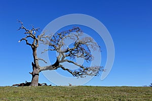 Withered Old Oak Tree Stands Alone