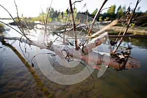 a withered old tree on the bank of a mountain river