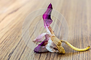 Withered orchid flower widely fall on the wooden floor