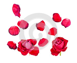 Withered petals and two red rose blooms isolated