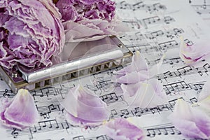 Withered pink peonies with harmonica are on the musical notes