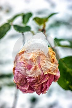 Withered pink rose covered by snow