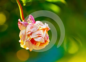 A withered pink rose isolated on green background.