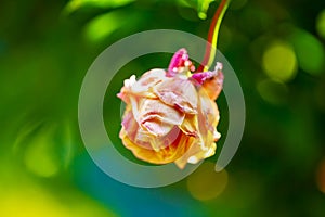 A withered pink rose isolated on green background.