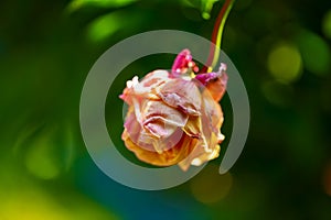 A withered pink rose isolated on green background.