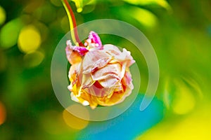 A withered pink rose isolated on green background.