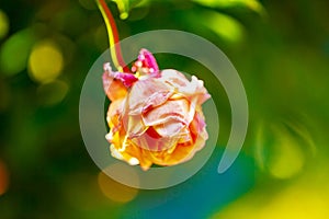 A withered pink rose on green background.