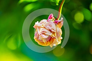 A withered pink rose isolated on green background.