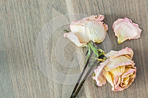 Withered pink roses flower