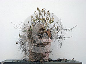 Withered Plant