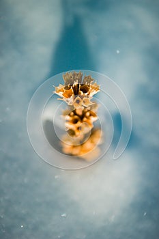 Withered plant in the snow. Selective soft focus, vertical