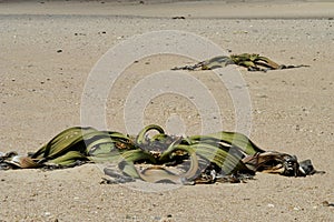 Withered plants in desert