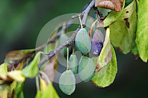 Withered plums on branch in july