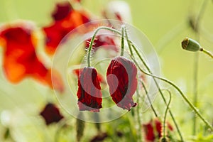 Withered poppy flowers
