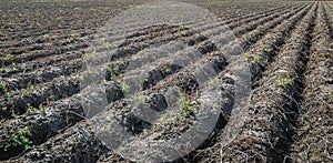 Withered potato plants in long converging ridges