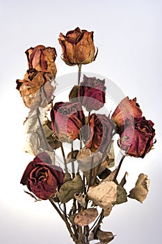 Withered Red Rose