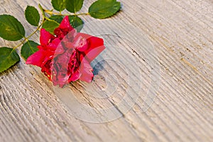 Withered red rose background