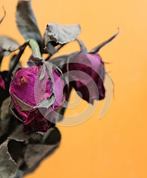 Withered red rose flower over yellow background, selective focus. Fade color and mock up.