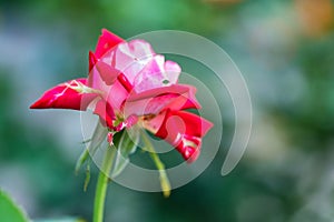 Red rose in the garden with partly withered petals close