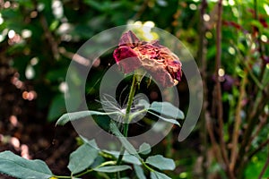 Withered red rose in a green garden green background. close-up of flower