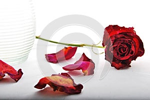 Withered red rose with rose petals and glass vase