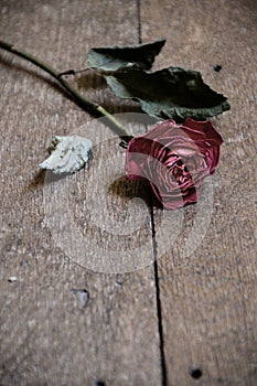 Withered red rose on wooden floor