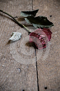 Withered red rose on wooden floor photo