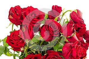 Withered Red Roses on White Background.