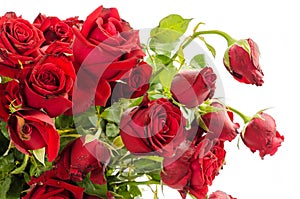 Withered Red Roses on White Background.