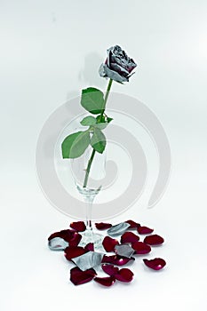 Withered red-silver rose in champagne glass