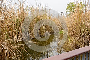 Withered reeds in wetland