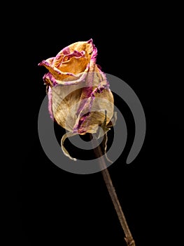 Withered rose photo