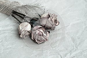 Withered rose