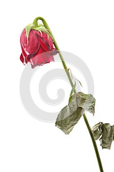 Withered rose