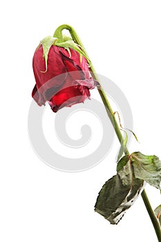 Withered rose