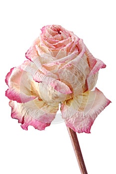 Withered rose