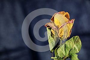 Withered rose against dark backdrop