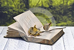 Withered rose on book photo