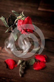 Withered rose on dark gray background and wooden table with fall petals and leaves, design concept of sad Valentine`s day romance