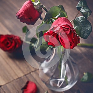 Withered rose on dark gray background and wooden table with fall petals and leaves, design concept of sad Valentine`s day romance