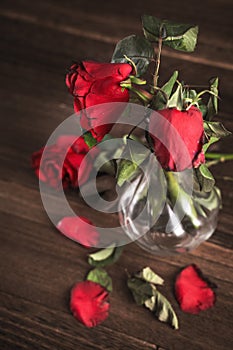 Withered rose on dark gray background and wooden table with fall petals and leaves, design concept of sad Valentine`s day romance