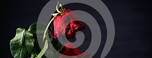 Withered rose on dark gray background and wooden table with fall petals and leaves, design concept of sad Valentine`s day romance